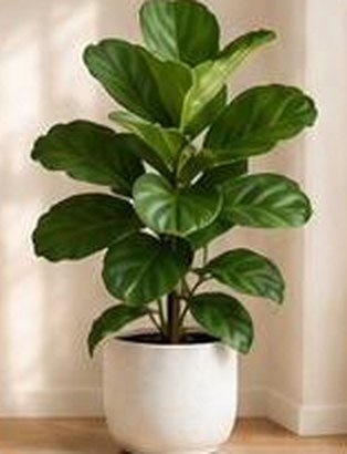 Fiddle Leaf Fig in a pot