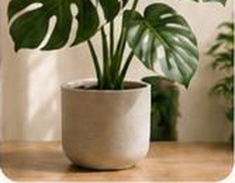Monstera Deliciosa in a pot