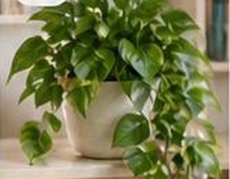 Golden Pothos in a pot