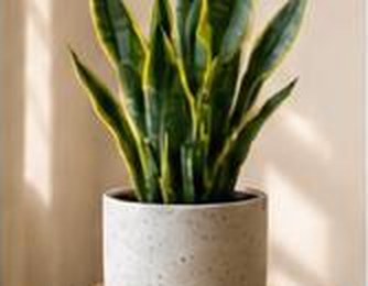 Snake Plant in a pot